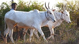 Negila yogi song|| #Farmer #Chitradurga