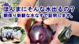 【朝の茄子農家】水ナスの瑞々しさを採れたて水なすで証明します！