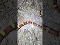 stunning scarlet kingsnake in central florida