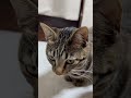 わが家のお猫さま（ご飯の前に飼い主にすりすりするの巻） うちのねこ 猫のいる暮らし cat ねこねこ にゃん 猫好きさんと繋がりたい