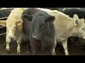 the texas special rangers who investigate livestock theft