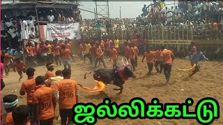 JALLIKKATTU   ஜல்லிக்கட்டு புதுக்கோட்டை கவிநாடு..