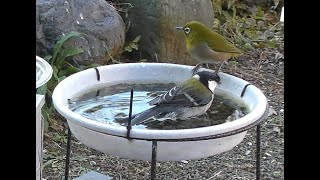 【野鳥観察】野鳥たちの水浴び 2024.12.18