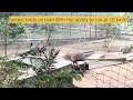 ostrich at nandan kanana zoological park bhubaneswar odisha