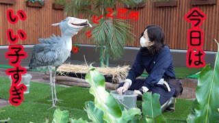 お迎えクラッタリング→お魚サクッと食べ→自主的にお家に帰るハシビロコウがこちらです【春のふたば10】 Spring Futaba_11 Shoebill FUTABA 2021_36