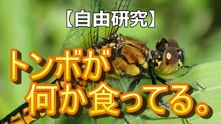 【自由研究】トンボが何か食ってる。　～Dragonfly is eating a small insect～