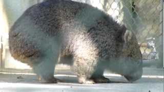 ウォンバットのフクちゃん、カキカキ(五月山動物園)