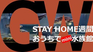 STAY HOME週間用コンテンツ/我が家のメイン水槽（スネークヘッド水槽）＃21