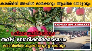 KASHMIR APPLE MARKET MALAYALAM | APPLE MANDI,APPLE FARM,LORRY LYFE