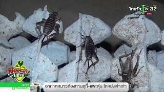 ผู้เลี้ยงจิ้งหรีด รับมืออากาศหนาวเย็น | 09-11-60 | ตะลอนข่าวเช้านี้