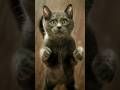 Cute and adorable cats caught on camera #fotokucing #catlover #cutecat