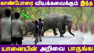 காண்போரை வியக்கவைக்கும் இந்த யானையின் அறிவை பாருங்க! | Tamil News | Tamil Seithigal