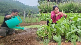 Single mother: Picks a garden of choysum vegetables to sell - Makes a living every day | Rural life