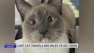 A lost cat's mysterious 2-month, 900-mile journey home to California
