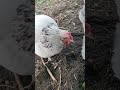 【鶏日記】全く顔色がよろしくないシロ😢 鶏日記 にわとりこ にわとり hens poules poules 鶏 ニワトリ