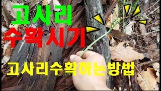 고사리수확시기 고사리수확하는방법 고사리자라는곳찾기 A급고사리밭 청년농부