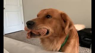 Golden Retriever Happy sound