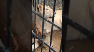 草夏＊⑪ホワイトライオン・白獅子・リズムちゃん・沖縄こどもの国・・・White_Lion・Okinawa Zoo \u0026 Museum(20230526)