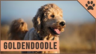 Goldendoodle - Characteristics & Advice