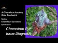 Diagnosing Eye Issues in Chameleons