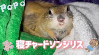 リチャードソンジリスのかわいい寝方集🥱