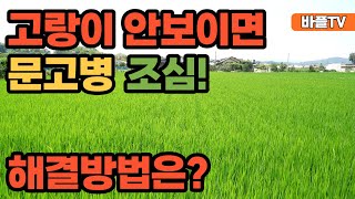 [바플티비]벼농사 이제 중요한 시기입니다!