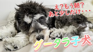 寝坊すけ子犬が朝のまったりからアクティブになるまでの数分間のお話【ミニチュアシュナウザー】