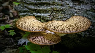 Drayd's Saddle (Polyporus squamosus)