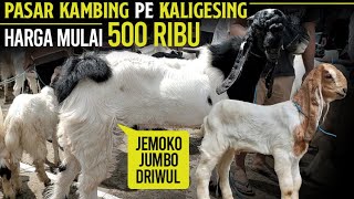 EKONOMISAN MULAI 500 RIBU 21 DESEMBER 24 PASAR KAMBING KALIGESING.