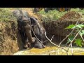 Touching video of elephant, Mom helping a calf out of a waterhole