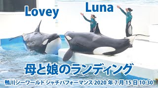 母と娘のランディング♡【2020年7月15日10:30　鴨川シーワールド　シャチパフォーマンス】Killer whale performance, Kamogawa Sea World, Ja