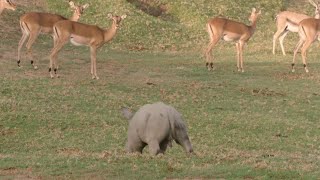 Rhino calves explore in San Diego Zoo habitat