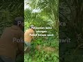 Perawatan buka piringan pokok sawit