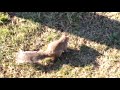 Maceman's smart squirrel pt 4