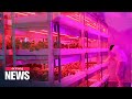 Farmers in S. Korea use supplementary lighting to grow plants