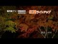 著作権フリー映像／商用利用可能！【紅葉ライトアップ】日本の風景／japanese landscape