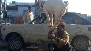 walid khan bangash ,,, genious Goats (Pakistan Got Telent).mp4