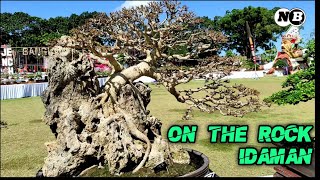 KUMPULAN BONSAI DI ATAS BATU KARANG ON THE ROCK TERMAHAL