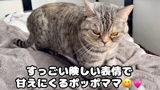 すっごい険しい表情で甘えにくるポッポママ #猫