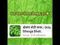 शेवगा शेती दुसरा बहार नियोजन शेवगा शेती पूर्ण महिती drumstick farming moringa farming