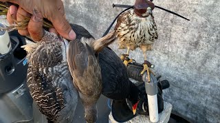 Hunting With “GEBY” Brown Goshawk||Accipiter Fasciatus