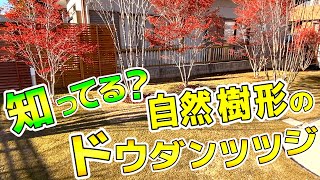 【芝生と雑木の庭】この植木知ってる？自然樹形のドウダンツツジ！