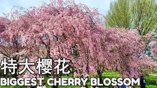 北上展勝地【特大】櫻花树🌸！必看！Tenshochi BIGGEST weeping sakura tree! MUST WATCH