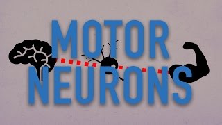 What Makes Us Move? Motor Neurons Explained | Lab Life