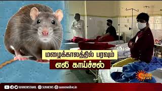 மக்களே உஷார்..!! மழைக்காலத்தில் பரவும் எலி காய்ச்சல் | 'Rat Fever'