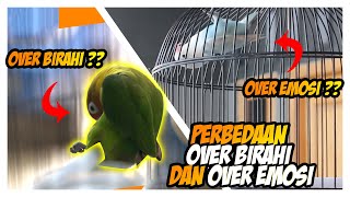 Perbedaan lovebird overbirahi dan over emosi