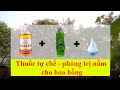 Tổng hợp cách phòng bệnh nấm hoa hồng bằng thuốc tự chế