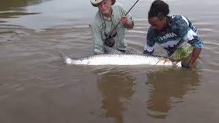 Crazy Jungle Tarpon