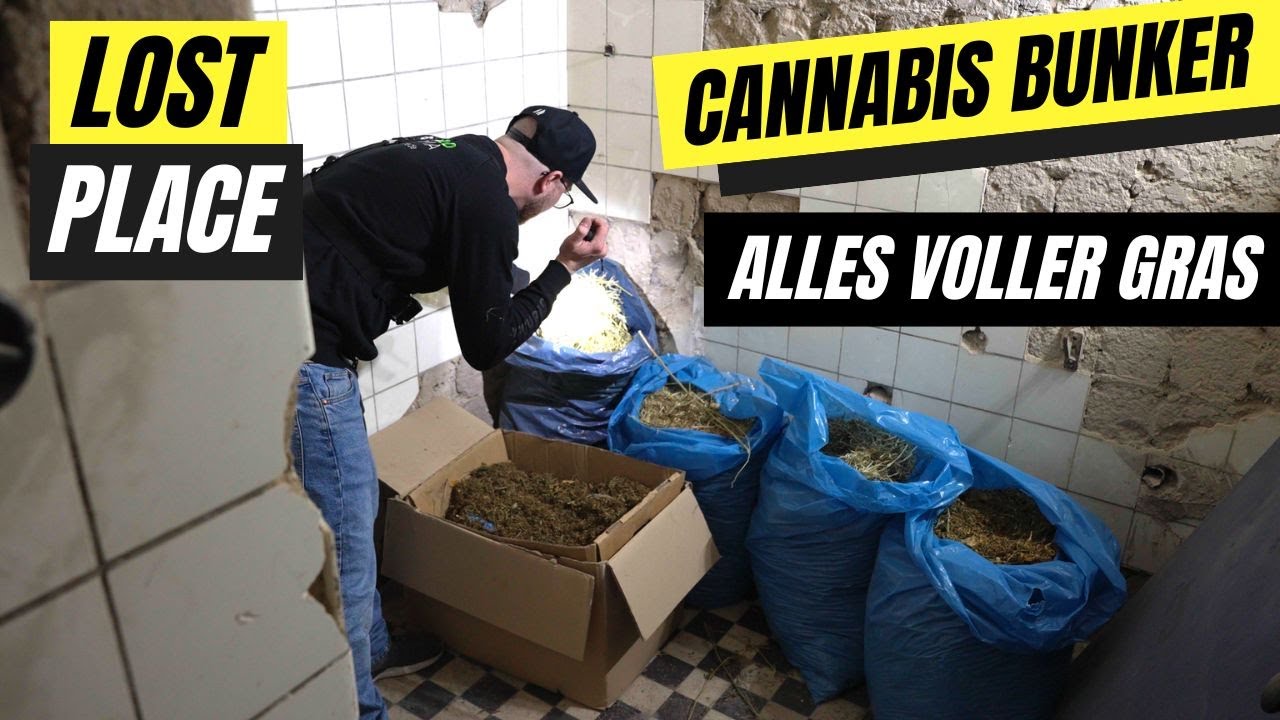 Cannabis Plantage Im Bunker - Polizei Zu Faul Das Gras Mitzunehmen ...