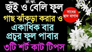 জুঁই ও বেলি ফুলের গাছ দারুন ঝাঁকড়া করে বার বার প্রচুর ফুল পাবার ৩টি শর্ট কাট টিপস। Jesmine \u0026 Mogra